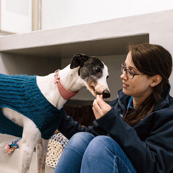 Image for Sponsor a Kennel
