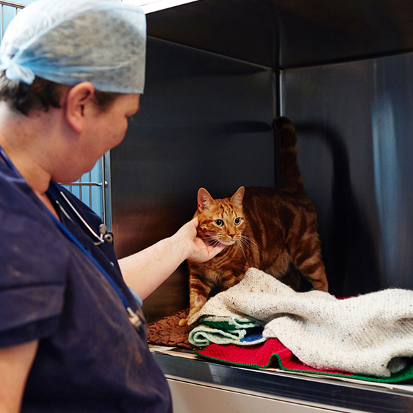 Image for Sponsor our Cabins