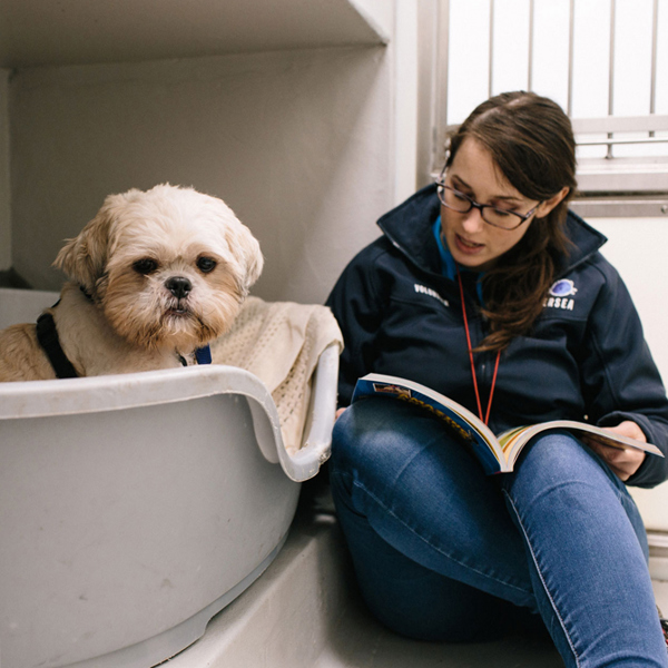 Image for Sponsor our Dog Kennels